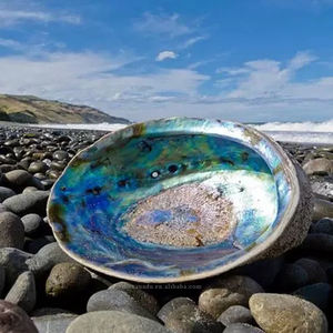 Coquille d'ormeau polie faite à la main brillant 10-14cm Palo Santo/supports de bâtons de tache de <span class=keywords><strong>sauge</strong></span> <span class=keywords><strong>blanche</strong></span> importation de la nouvelle-zélande en gros - Product Image 5