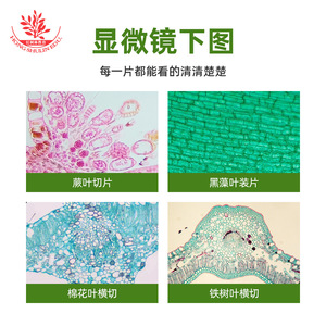 10 Types of <b>Microscope</b> Specimen Slices Miniature Set for Children's Creative Science Experiments: High-Transparency Glass - Product Image 4