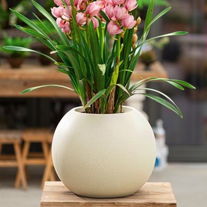Kugelförmiger Blumentopf für Gummibaum Orchidee Leerstehend Haushalt Wohnzimmer Balkon Outdoor Grünpflanze - Product Image 2