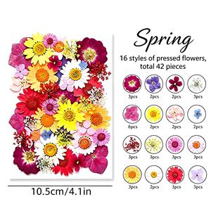 ชุดดอกไม้แห้งอัดเม็ดขนาดใหญ่ สีผสม สำหรับตกแต่งเคสมือถือ ที่คั่นหนังสือ ทำเอง ได้โดยตรงจากโรงงาน - Product Image 1