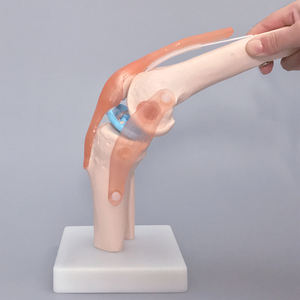 Modelo de articulación de rodilla humana, modelo artroscópico de esqueleto de articulación de rodilla - Product Image 5