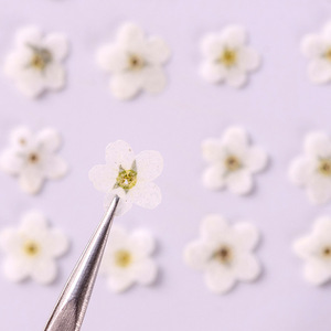 12 pièces/sac Marais de souvenirs (Myosotis sylvatica) <span class=keywords><strong>Fleurs</strong></span> pressées naturelles, écologiques, pour artisanat des ongles et marque-pages faits main - Product Image 4