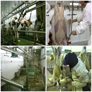 Machine complète d'abattage de chèvres à haut rendement pour abattoir avancé - Product Image 6