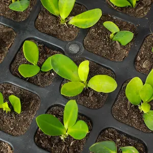 Pépinière polyvalente Plateaux imperméables et de semis Respirant pour la santé Utilisé avec des plateaux et des couvercles de pépinière de plantes florales/vertes