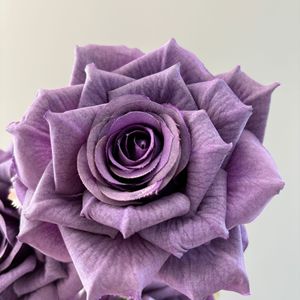 Roses artificielles Pingping, 3 têtes, couleur cappuccino, fleurs en soie pour décoration de voiture de mariage, décoration intérieure, arrangements floraux - Product Image 4