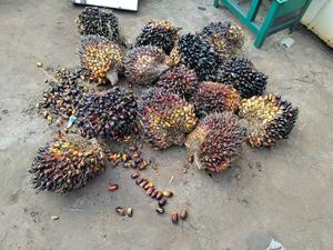 Extractor de aceite de palma roja pequeña de África, máquina de prensa de aceite con motor diésel - Product Image 2