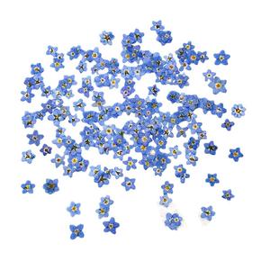 Prensado seco azul blanco Myosotis Sylvatica Forget Me Not flor planta herbario <span class=keywords><strong>para</strong></span> joyería teléfono caso marco DIY fabricación - Product Image 2