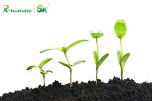 خلاصة الأعشاب البحرية العضوية <span class=keywords><strong>ascophyllum</strong></span> <span class=keywords><strong>nodosum</strong></span> - Product Image 5