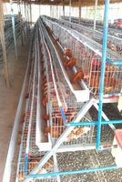 Nouvelle cage à poules pondeuses SaBo-01 de type A 96/128/160/200, équipement d'alimentation automatisé en acier à faible teneur en carbone pour poules pondeuses, durable