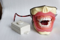 Modèle d'entraînement à l'extraction dentaire de type buzzer pour la pratique de l'anesthésie en enseignement dentaire