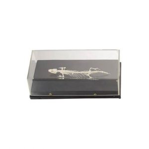 <span class=keywords><strong>Esqueleto</strong></span> lagarto 50201,01 - Product Image 1