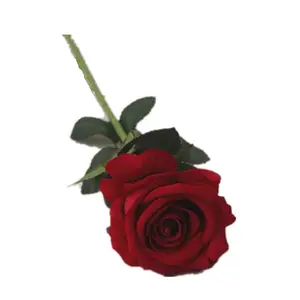 Свадебный Цветочный букет оптом, одиночная бархатная искусственная Роза, фланелевые тканевые цветы для поделок, украшения для вечеринки, искусственные розы
