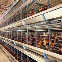 Cage à Poules Pondeuses Automatique Type H | Équipement Avicole de Haute Qualité pour 200 à 1000 Oiseaux