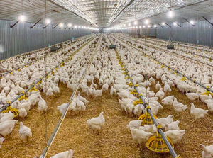 Đúc Sẵn Lắp Ráp Gia Cầm Gà Chăn Nuôi Nhà Gà Gia Cầm Trang Trại Nhà Thiết Kế Xây Dựng - Product Image 3