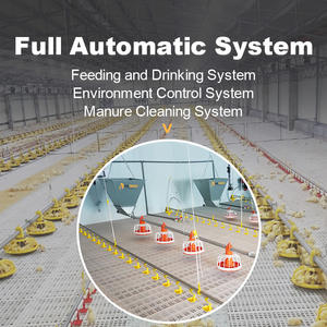 อัตโนมัติไก่ไก่ Feeding Line ระบบฟาร์มสัตว์ปีกอุปกรณ์สำหรับขาย - Product Image 3