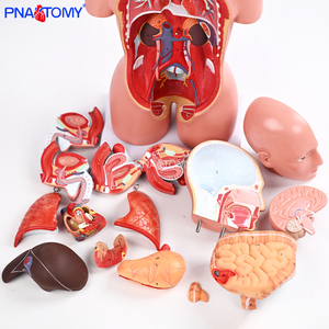 Modello Anatomico di Torso Umano Biseksuale in PVC da 45cm per Insegnamento Medico e Scientifico, Confezione da 16 Parti - Product Image 2