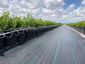 ผ้าคลุมดินสีดำขาวสำหรับโรงงานเกษตรจากผู้ผลิต - Product Image 6