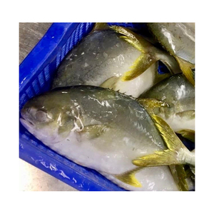 Ikan Frozen IQF emas Pomfret ikan Pompano emas Frozen