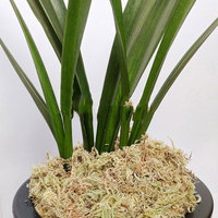 Matériau de coussin de tortue de mousse de sphaigne séchée naturelle de sol nutritif d'orchidée pure pour les plantes de jardin