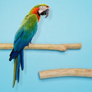 2-piece Set Interactive Wooden Staircase Bird Hanging Staircase <strong>Toy</strong> <strong>Parrot</strong> <strong>Parrot</strong> High-quality Supplier <strong>Toy</strong> - Product Image 4