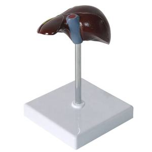 Патологическая модель печени человека, рак печени для школы, медицинский обучающий дисплей, лабораторное оборудование - Product Image 5