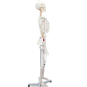 Modèle d'anatomie squelettique humaine avec coloration et numérotation des muscles à des fins pédagogiques pour les écoles de médecine. - Product Image 5