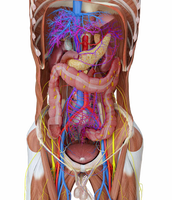 Sistema de anatomía humana digital de aprendizaje de enseñanza de la Universidad Médica Mesa de anatomía virtual 3D