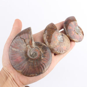Fósiles de Amonites Naturales, Conchas de Cristal, Piedras de Colores Arcoíris Talladas con Técnica Pulida, Diseñadas para la Categoría de Productos Antiguos - Product Image 3