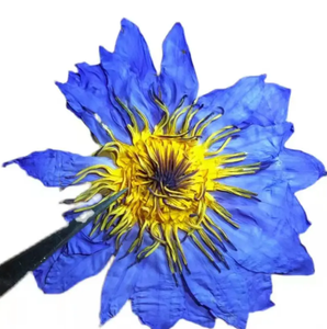 Nhà Máy Giá Màu Xanh Sen Hữu Cơ Trà Thảo Dược Chất Lượng Cao Số Lượng Lớn Đóng Gói Lá Lỏng Lẻo Khỏe Mạnh Hương Vị Halal Chứng Nhận - Product Image 2