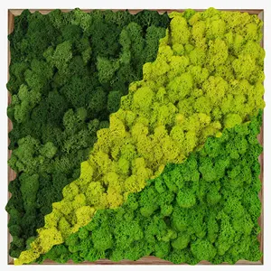 Aangepaste Ontwerp Multicolour Living Moss Foto Wall Art Panel Voor Frame