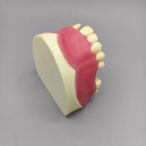 Model palsu gigi rahang atas hilang dan alat dental dasar untuk gigi lembut - Product Image 5