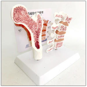 Model kerangka manusia Model tulang belakang vertebra tulang belakang Austin Model 4 vertebra anatomi manusia kerangka Model tulang - Product Image 6