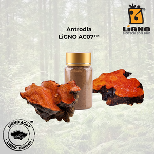 ผงสกัดบริสุทธิ์ Antrodia Camphorata LiGNO AC07 ได้รับการรับรองฮาลาลและโคเชอร์ เกรดอาหารเพื่อสุขภาพ รับผลิตแบบ OEM ODM - Product Image 1