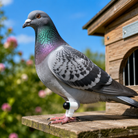 Traceur GPS pour oiseaux avec étanchéité PVC IP67, Bluetooth, autonomie de 30 jours, suivi sur les cartes Baidu, fonction d'appel et lumière clignotante