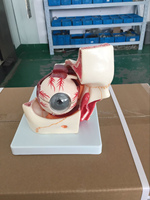 BIX-A1062 Chinon Modelo Anatómico de PVC de Ciencia Médica, Herramienta de Demostración de la Órbita Ocular, Buena Resistencia, Fácil de Transportar para la Escuela de Medicina