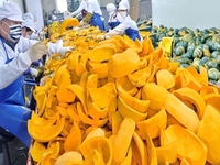Poudre végétale pure de citrouille de poudre de qualité fiable faisant la machine