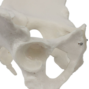 Modèle de simulation pelvienne féminine pour l'enseignement de la structure anatomique des organes et des os pelviens - Modèle squelettique féminin - Product Image 5