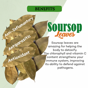 BourNeels Feuilles de corossol séchées au soleil de qualité supérieure 1kg 100% Feuilles de graviola fraîches naturelles de nos propres fermes Tisane biologique - Product Image 1