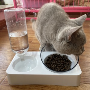 Automatic <span class=keywords><strong>Dog</strong></span> Cat Puppy Água Food <span class=keywords><strong>Bowl</strong></span> Pet Acessório <span class=keywords><strong>Plastic</strong></span> <span class=keywords><strong>Dog</strong></span> Drinking <span class=keywords><strong>Bowl</strong></span> Custom <span class=keywords><strong>Dog</strong></span> <span class=keywords><strong>Bowl</strong></span> Aço Inoxidável Duplo Antiderrapante - Product Image 5