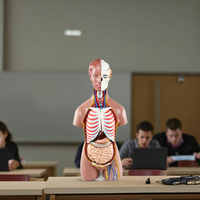 Modèle anatomique de torse humain à double sexe Gelsonlab HSBM-002, sciences médicales, 85 cm