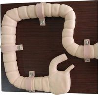 Simulateur de gros intestin Modèle d'entraînement à la coloscopie et à la sigmoïdoscopie avec caractéristiques de pathologie pour les sciences médicales