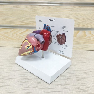 Mô Hình Trái Tim Giải Phẫu Người Giải Phẫu <span class=keywords><strong>3d</strong></span>, Giải Phẫu Người - Product Image 2