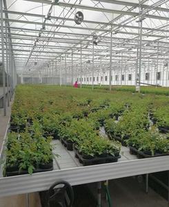 <span class=keywords><strong>Serre</strong></span> à cadre en <span class=keywords><strong>A</strong></span> pour la culture hydroponique de légumes, de laitues et de salades, système de canaux en PVC NFT - Product Image 4