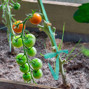 Cinta de sujeción elástica de vinilo verde para jardín, 150 pies, 0.5 pulgadas, 10 mil de grosor, para tomatecillos - Product Image 5