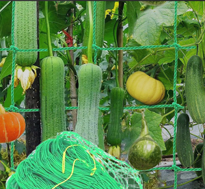 Hot sellinggreen nông nghiệp trellis lưới cho cây leo thắt nút trellis lưới - Product Image 1
