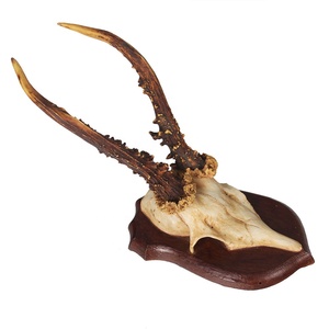 Decorazione da Parete con Teschio di Antilope Africana, Corna Intrecciate, Decorazione <span class=keywords><strong>in</strong></span> <span class=keywords><strong>Resina</strong></span> di Toro Longhorn - Product Image 2