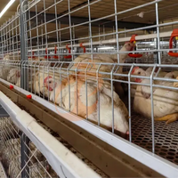 Cage à poulets automatique de type H, galvanisée à chaud, équipement d'élevage avicole de grande capacité pour ferme avicole, à vendre