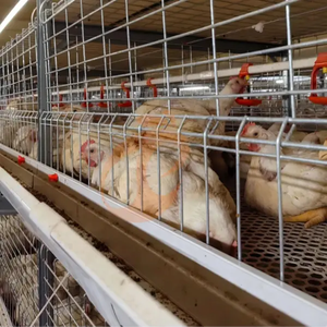 Cage à poulets automatique de type H, galvanisée à chaud, équipement d'élevage avicole de grande capacité pour ferme avicole, à <span class=keywords><strong>vendre</strong></span> - Product Image 1