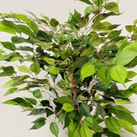 Arbre artificiel Ficus à double tronc de 120 cm, plante à feuilles en soie sur pied, tige torsadée, décoration intérieure pour salon et bureau