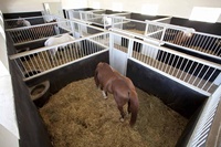 Box de manège portable robuste en bois et métal, résistant à l'eau, avec porte coulissante, pour chevaux